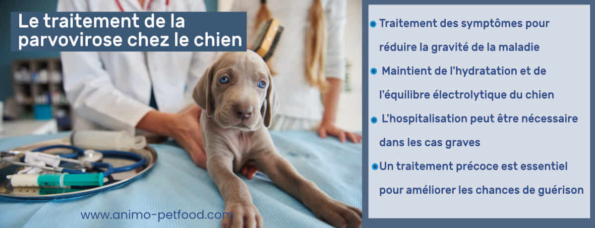 traitement-de-la-parvovirose-chez-le-chien